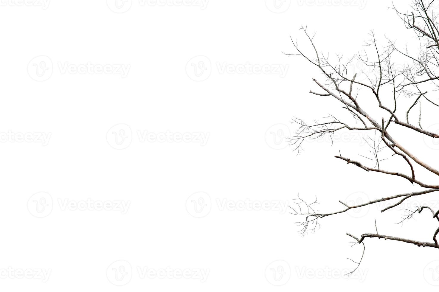 Dry twigs, dry trees on a white background Object concept photo