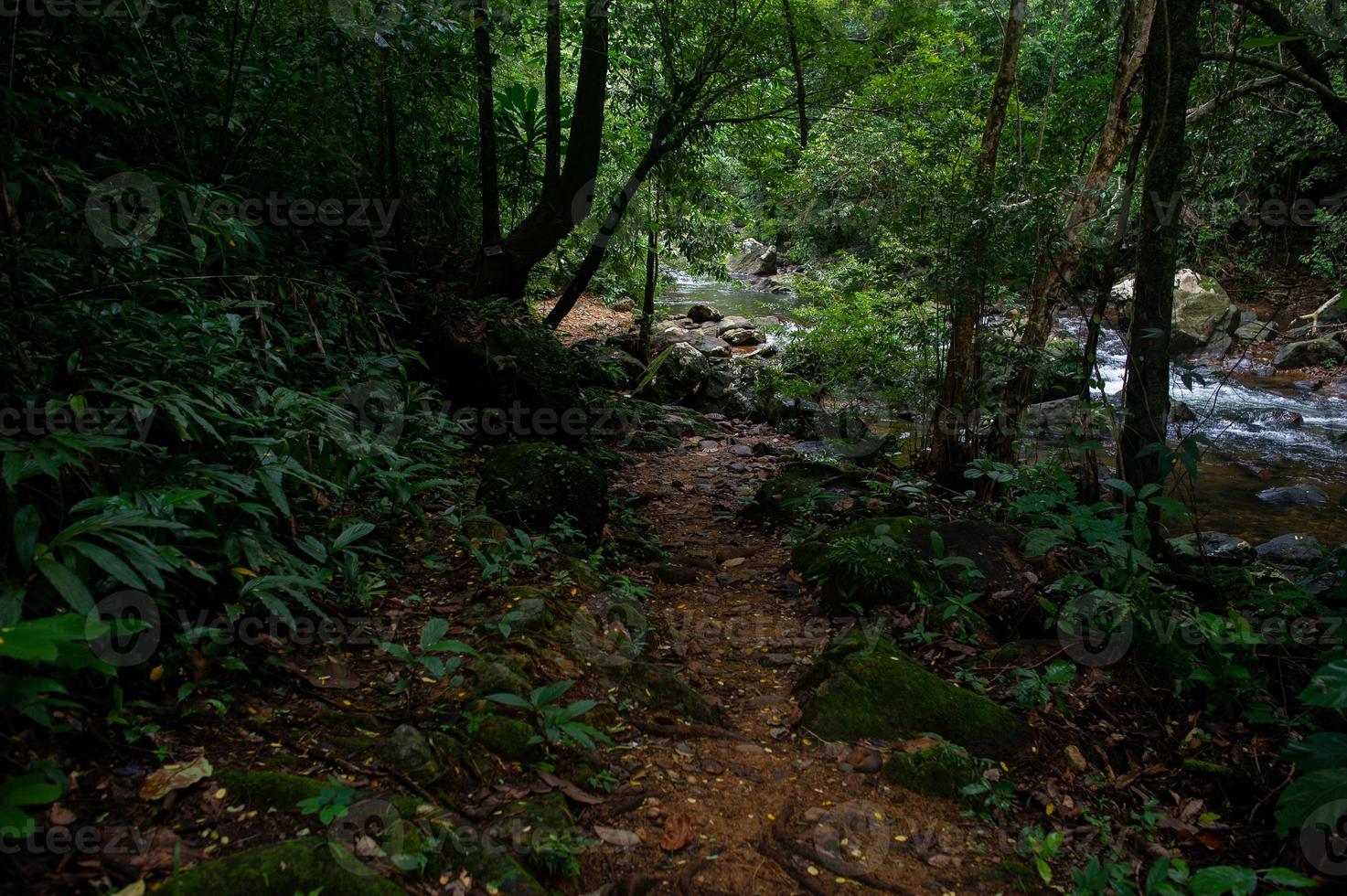 bosque verde áreas fértiles en el área forestal foto