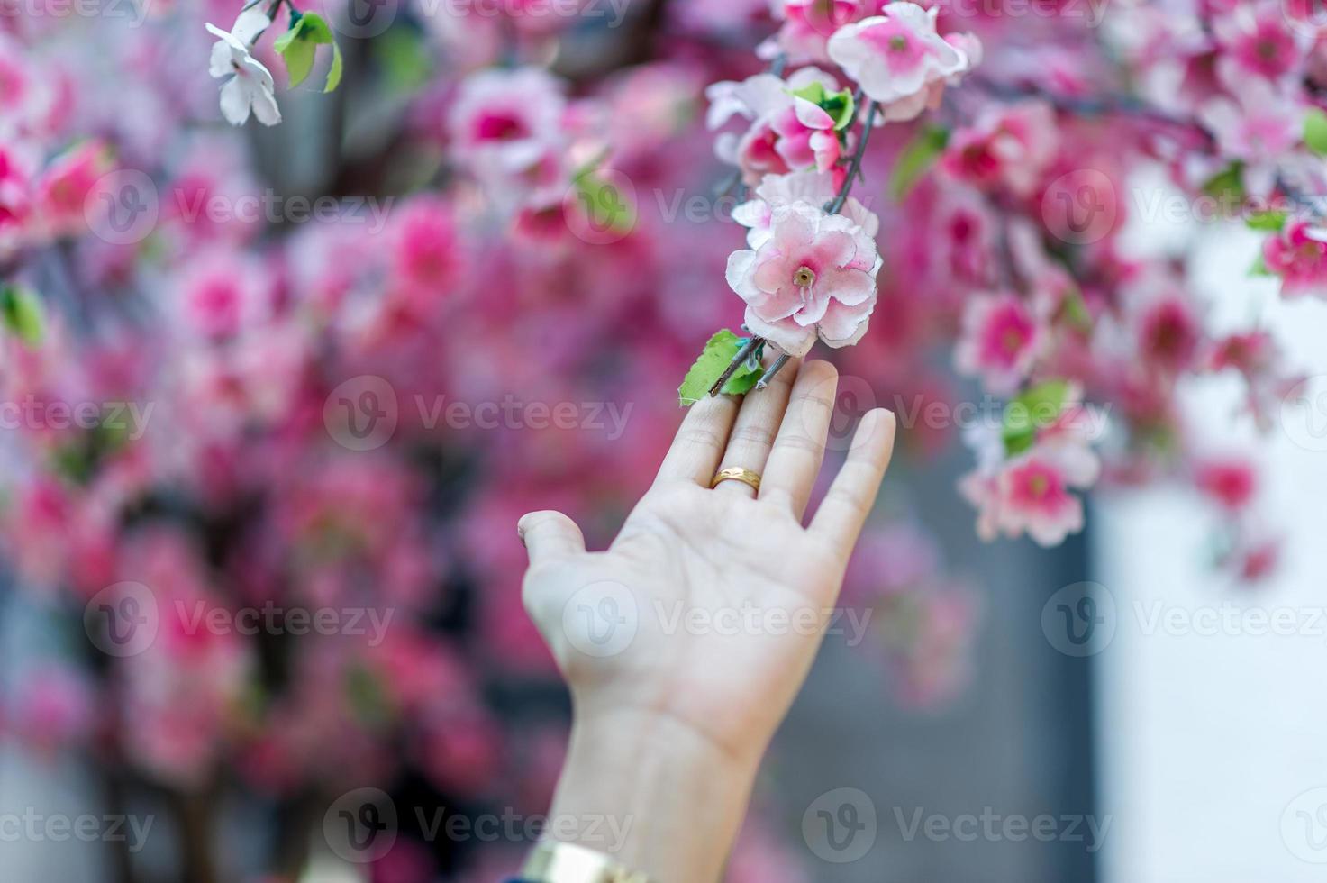 Hands and beautiful pink cherry blossoms Nature travel ideas With copy space photo