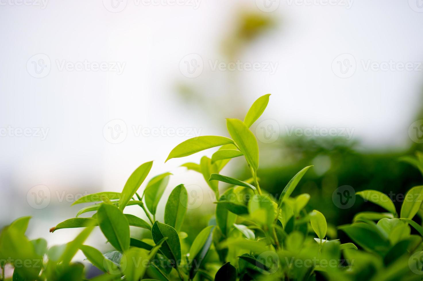 brotes frondosos verdes jóvenes de hojas hermoso, hermoso concepto natural foto