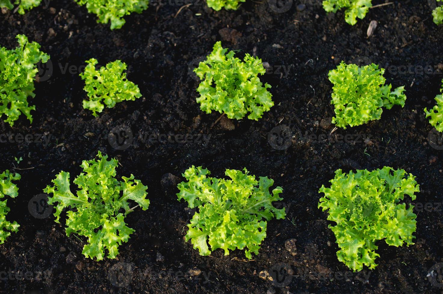 Vegetable garden from farmers without farmers Concept of vegetable garden,kitchen and non-toxic food photo