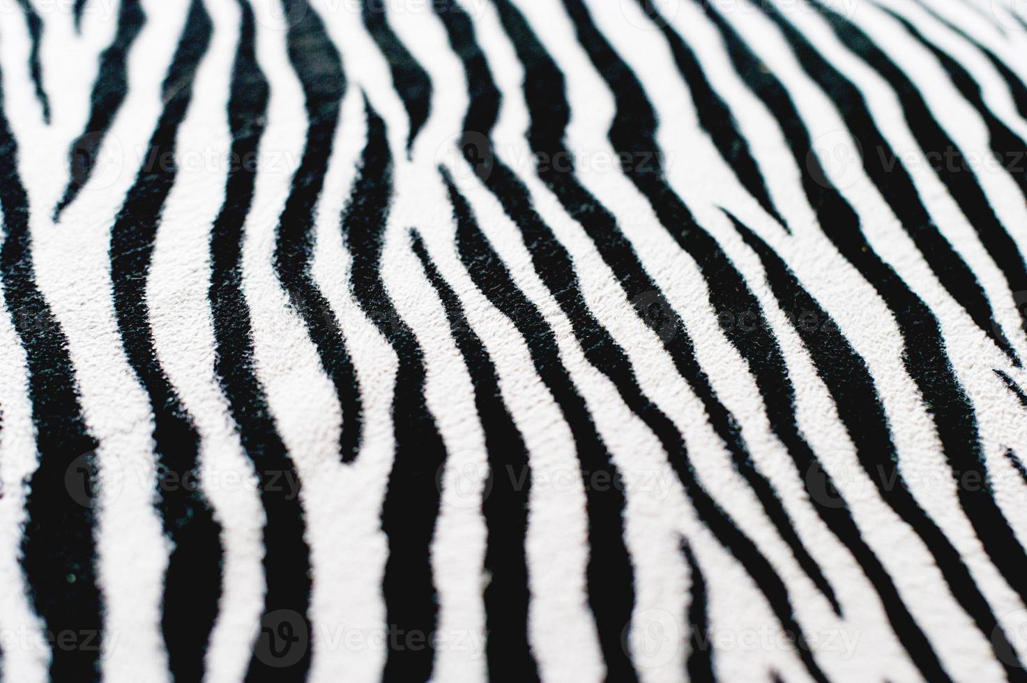 Zebra black and white background image Beautiful visual concept photo