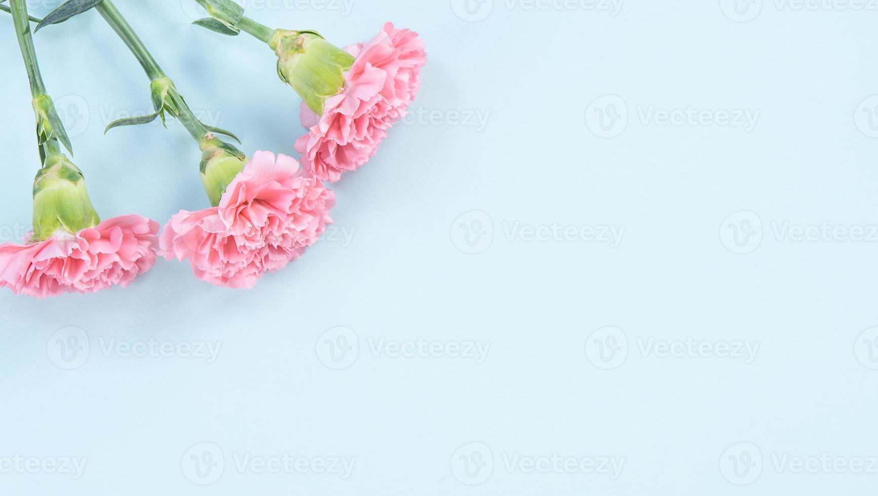 Beautiful fresh blooming baby pink color tender carnations isolated on bright blue background, mothers day thanks design concept,top view,flat lay,copy space,close up,mock up photo