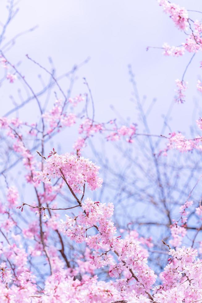 Beautiful cherry blossoms sakura tree bloom in spring in the castle park, copy space, close up, macro. photo