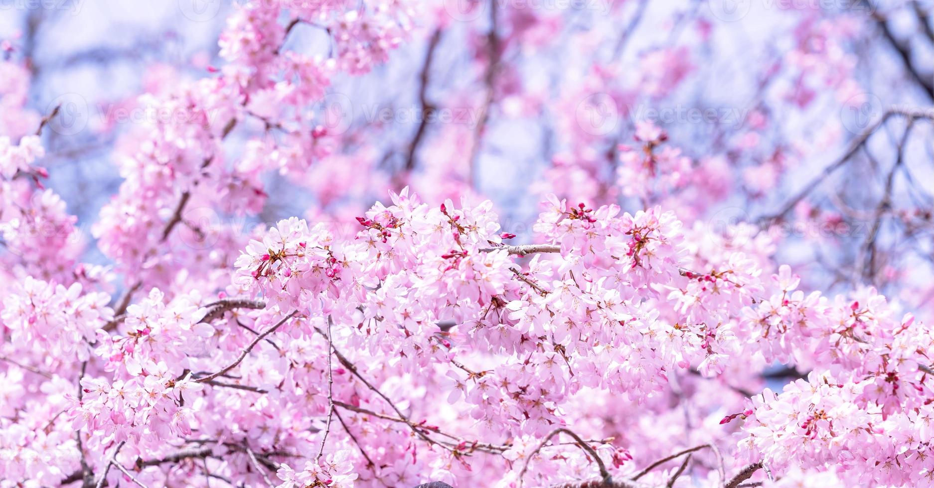 Beautiful cherry blossoms sakura tree bloom in spring in the castle park, copy space, close up, macro. photo