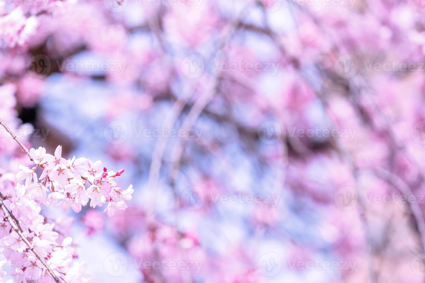 Beautiful cherry blossoms sakura tree bloom in spring in the castle park, copy space, close up, macro. photo