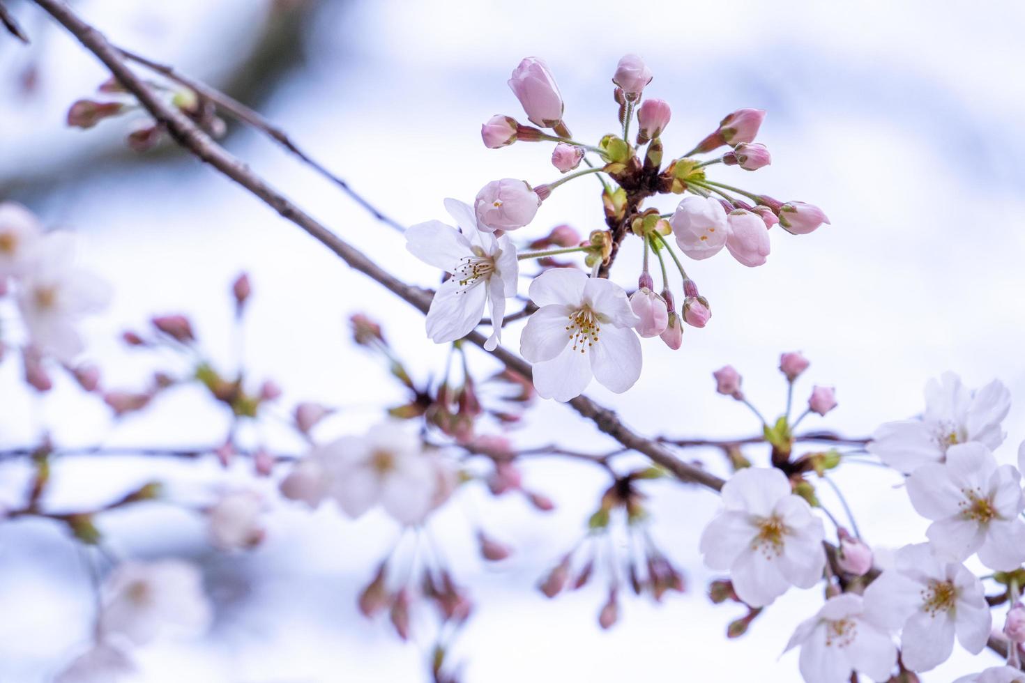 hermosas flores de cerezo yoshino sakura prunus yedoensis árbol florece en primavera en el parque del castillo, copie el espacio, cierre, macro. foto