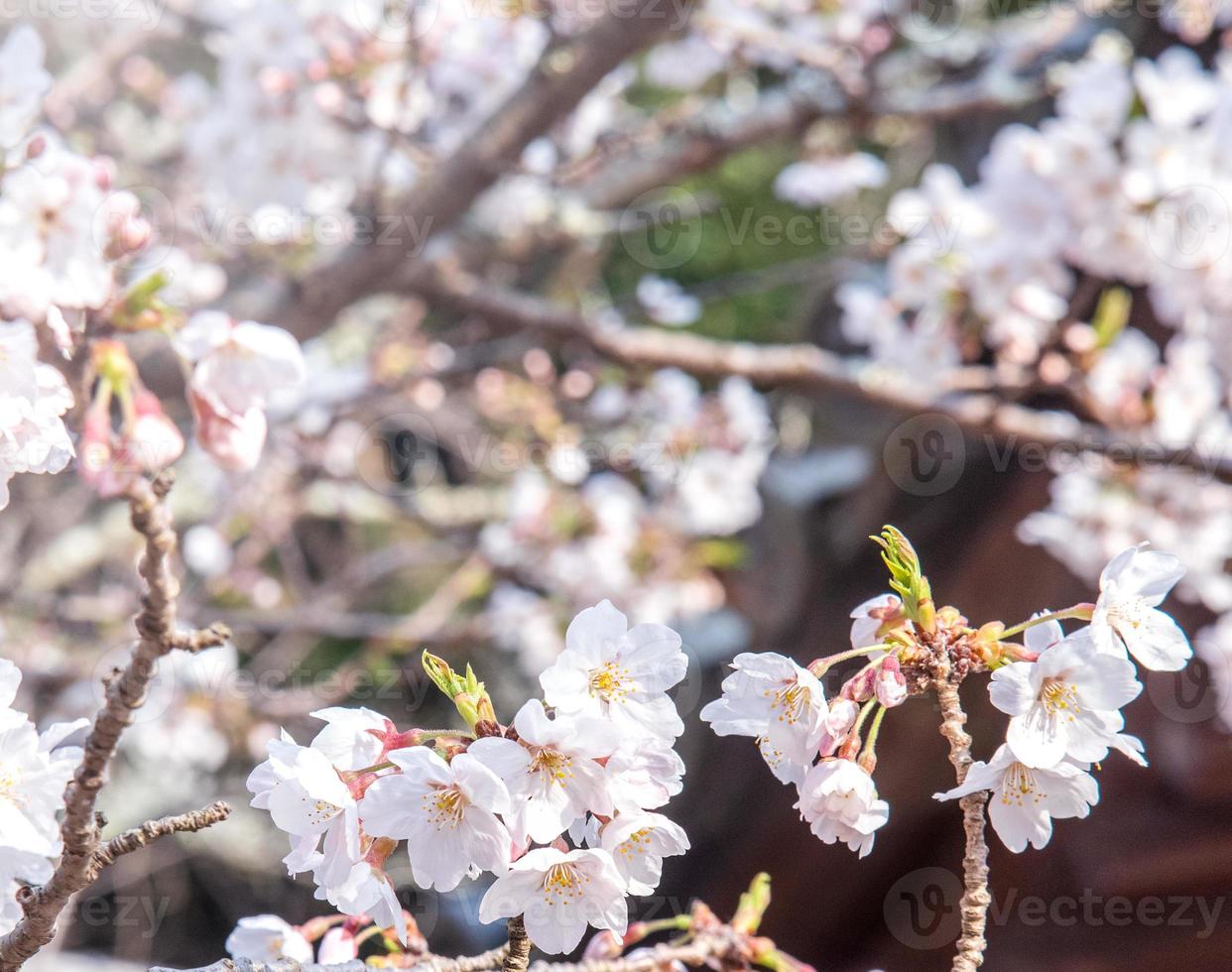 Beautiful yoshino cherry blossoms sakura Prunus  yedoensis tree bloom in spring in the castle park, copy space, close up, macro. photo
