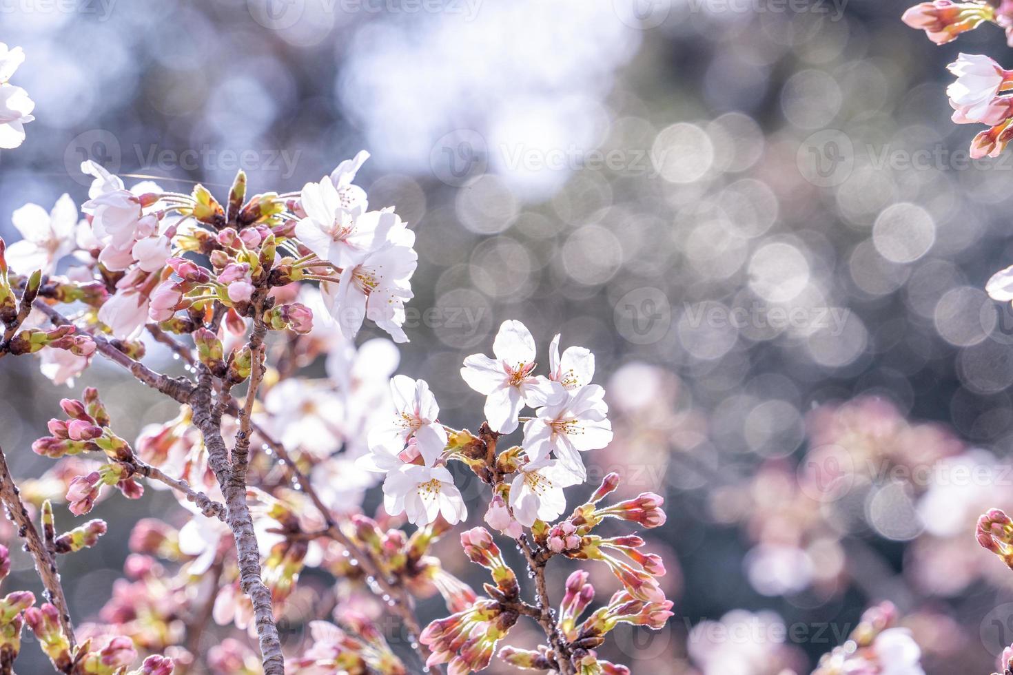 hermosas flores de cerezo yoshino sakura prunus yedoensis árbol florece en primavera en el parque del castillo, copie el espacio, cierre, macro. foto