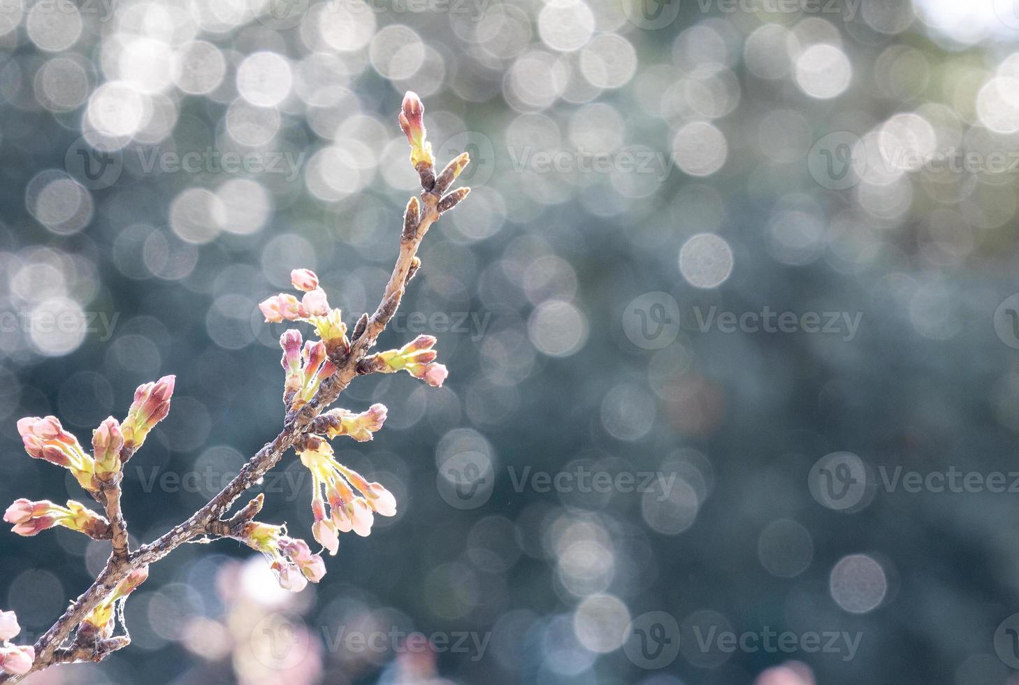 Beautiful yoshino cherry blossoms sakura Prunus  yedoensis tree bloom in spring in the castle park, copy space, close up, macro. photo