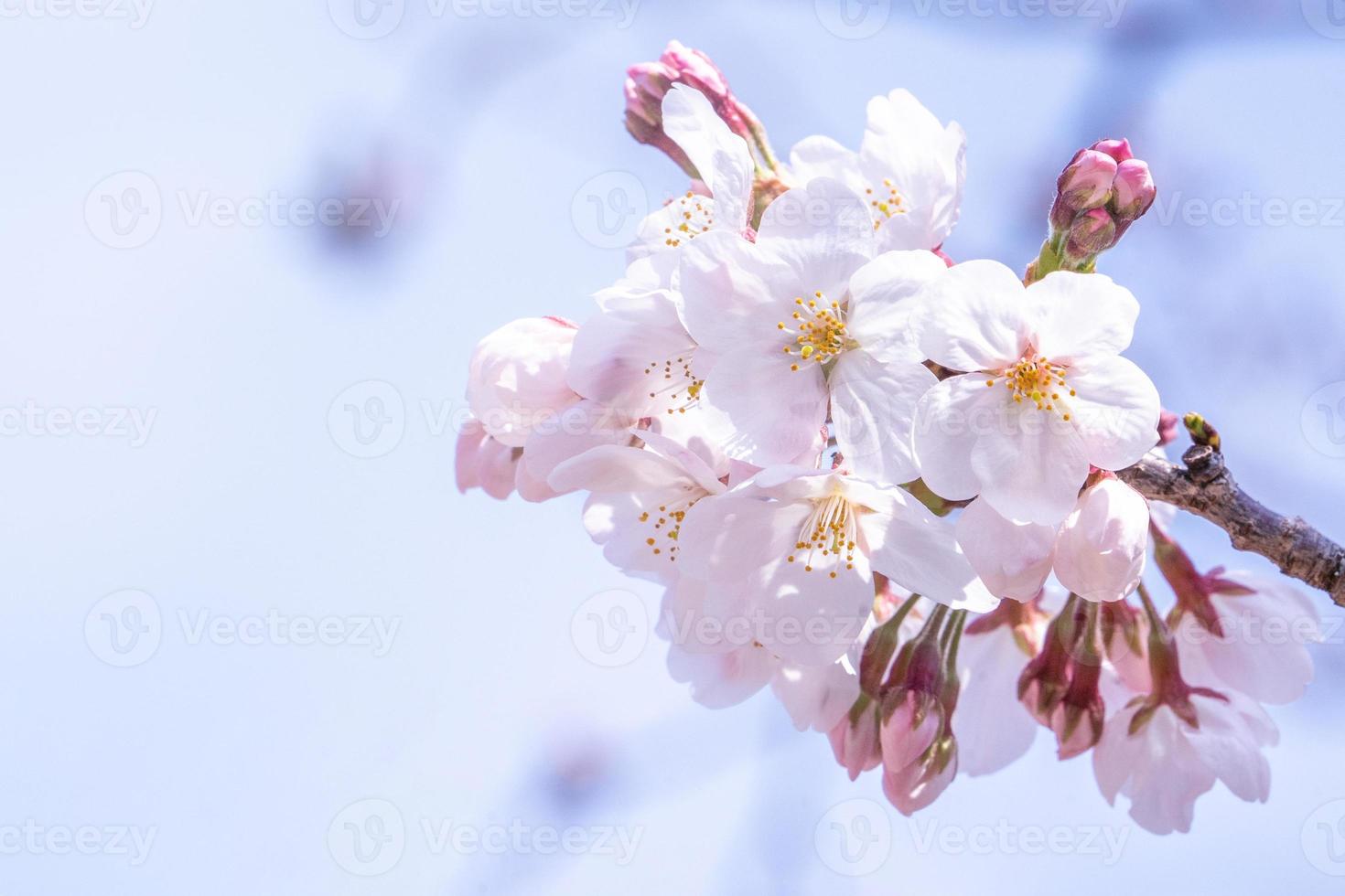 hermosas flores de cerezo yoshino sakura prunus yedoensis árbol florece en primavera en el parque del castillo, copie el espacio, cierre, macro. foto