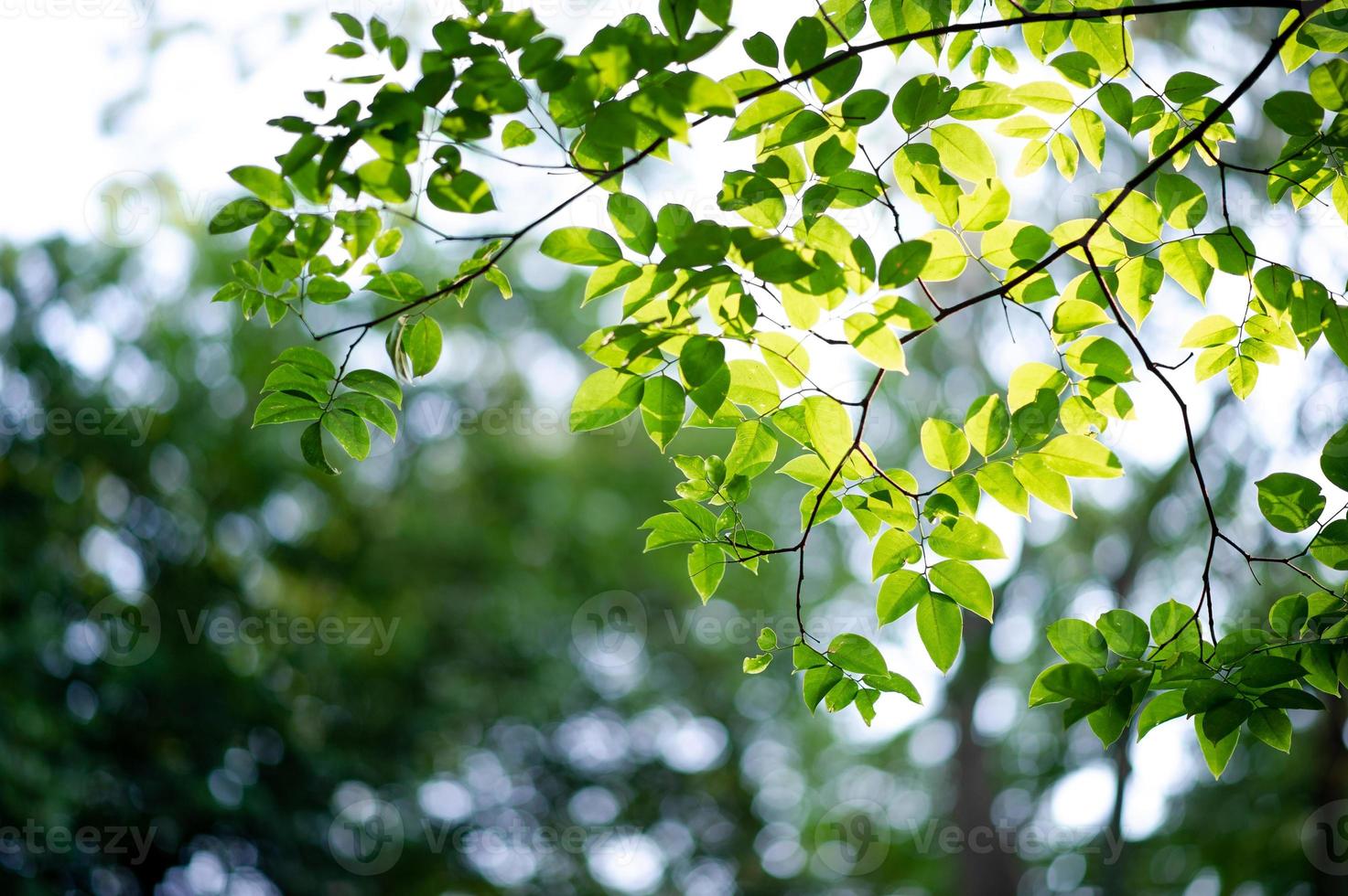 árboles y hojas verdes fértiles hay una luz que brilla en el hermoso concepto natural. foto