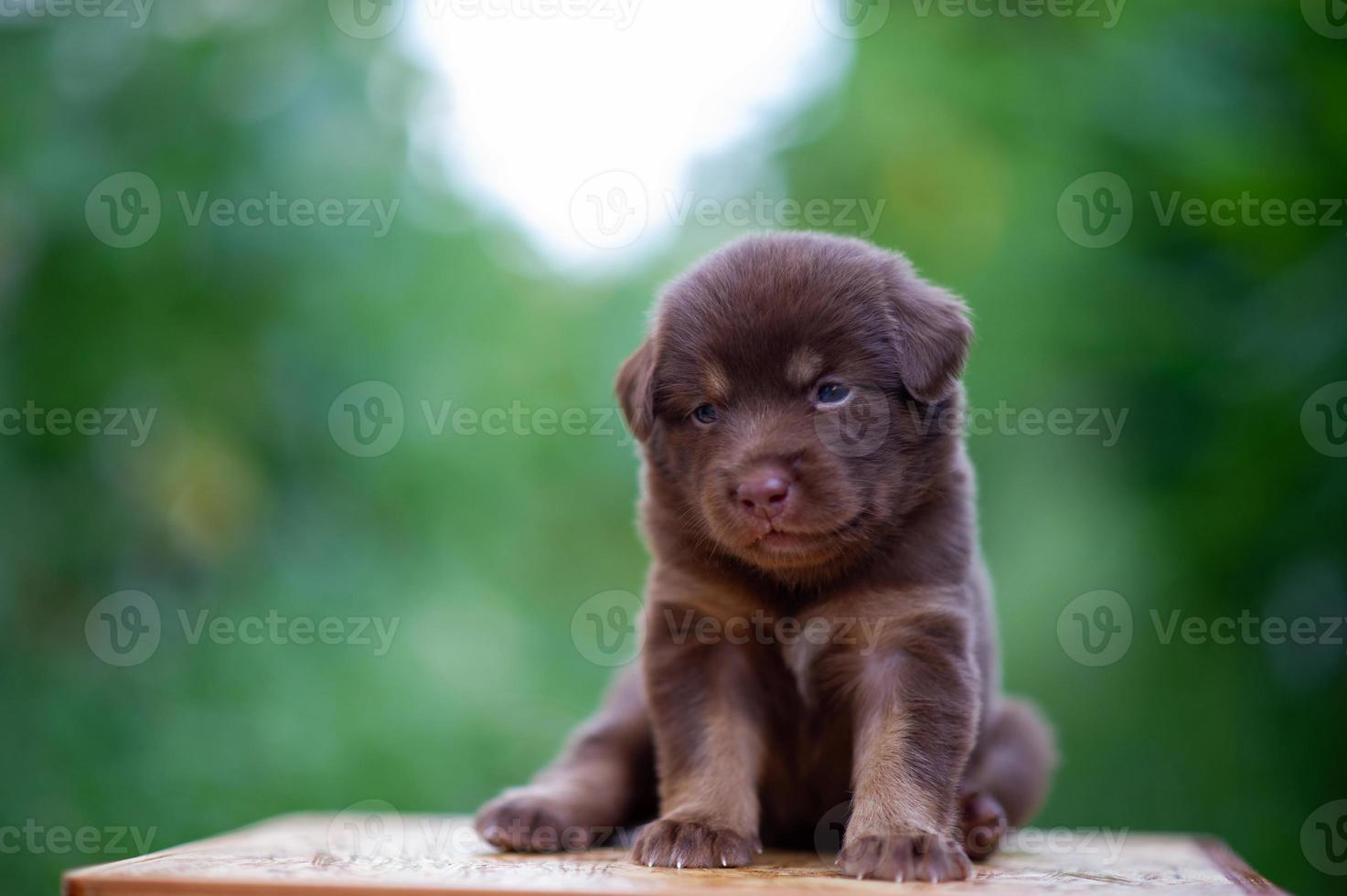 Cute brown puppies sitting on the table photo