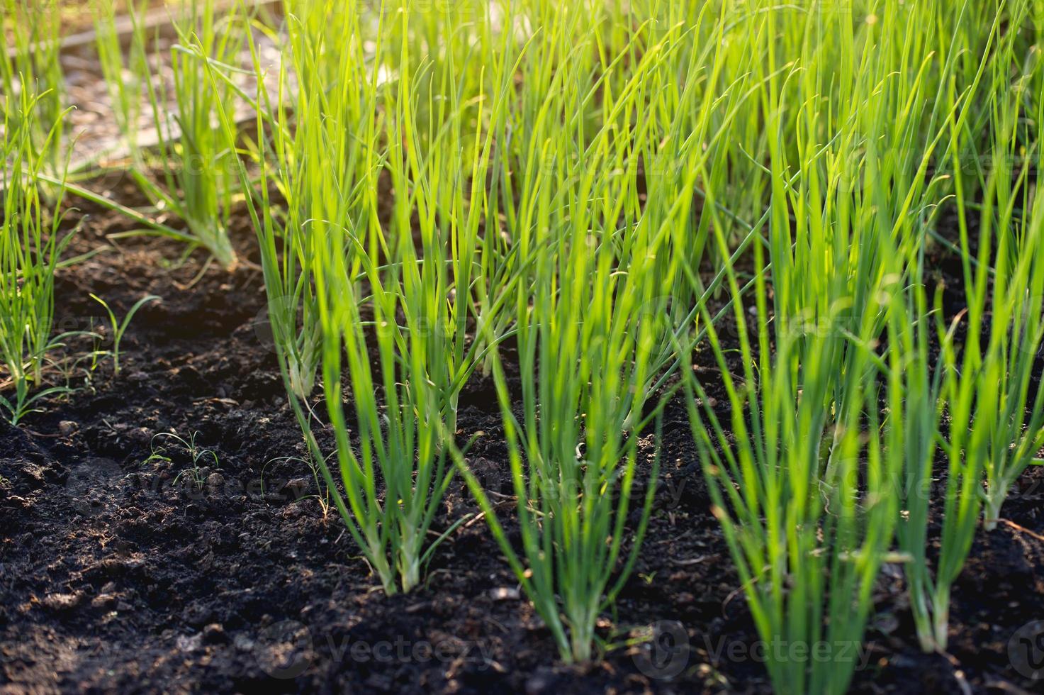 cebolla del concepto vegetal orgánico del jardín en crecimiento foto