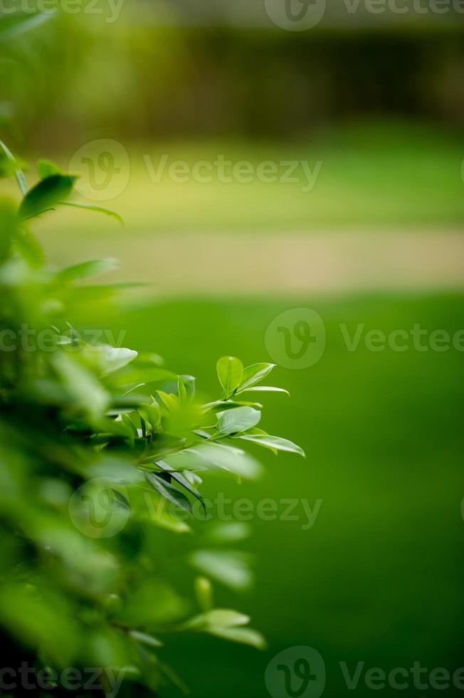 brotes frondosos verdes jóvenes de hojas hermoso, hermoso concepto natural foto