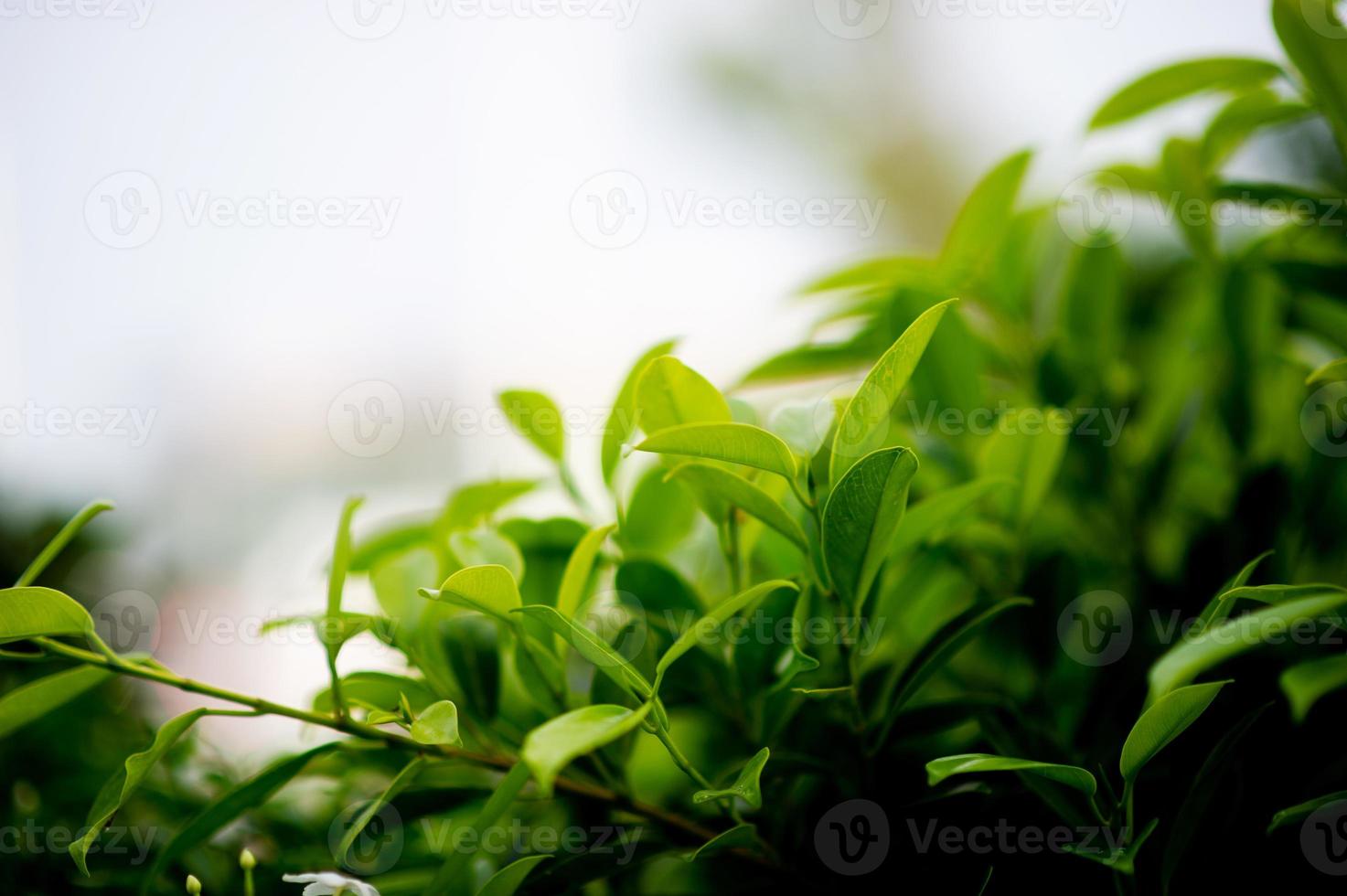 Young green leafy shoots of leaves Beautiful, beautiful natural concept photo