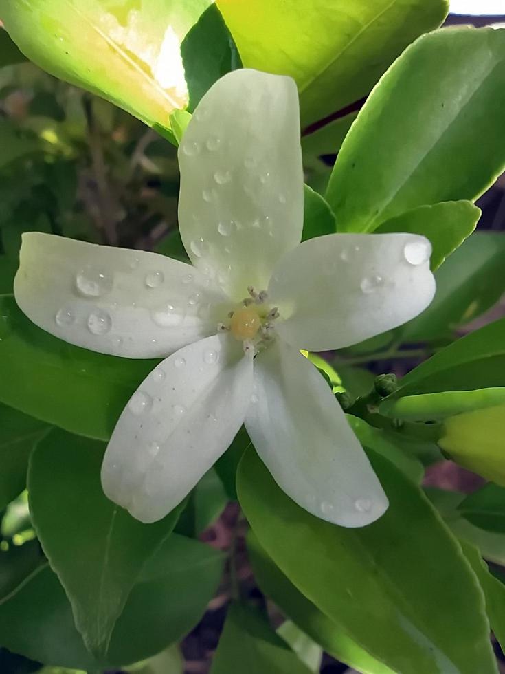 Focus on the water droplets on the soft white petals of Orange Jessamine. photo
