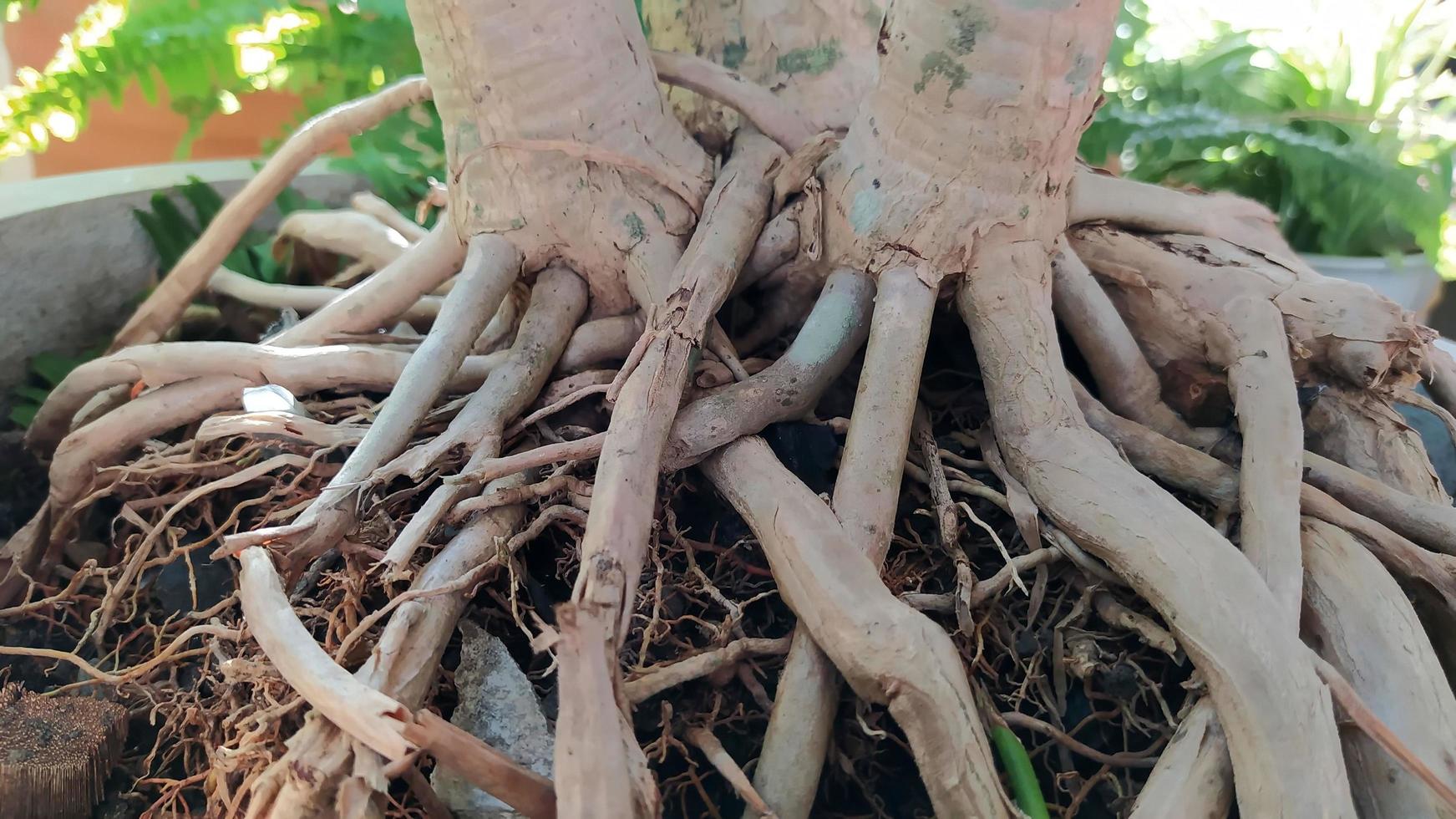 Focus on the large roots of the plant in the pot. photo