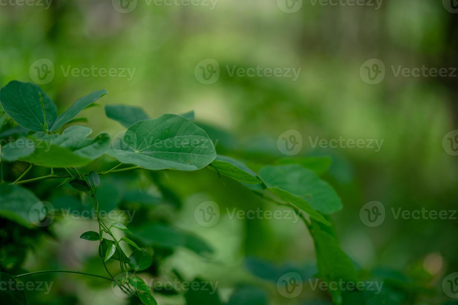 las hojas verdes están en el área verde en la temporada de lluvias. abundantes conceptos naturales foto