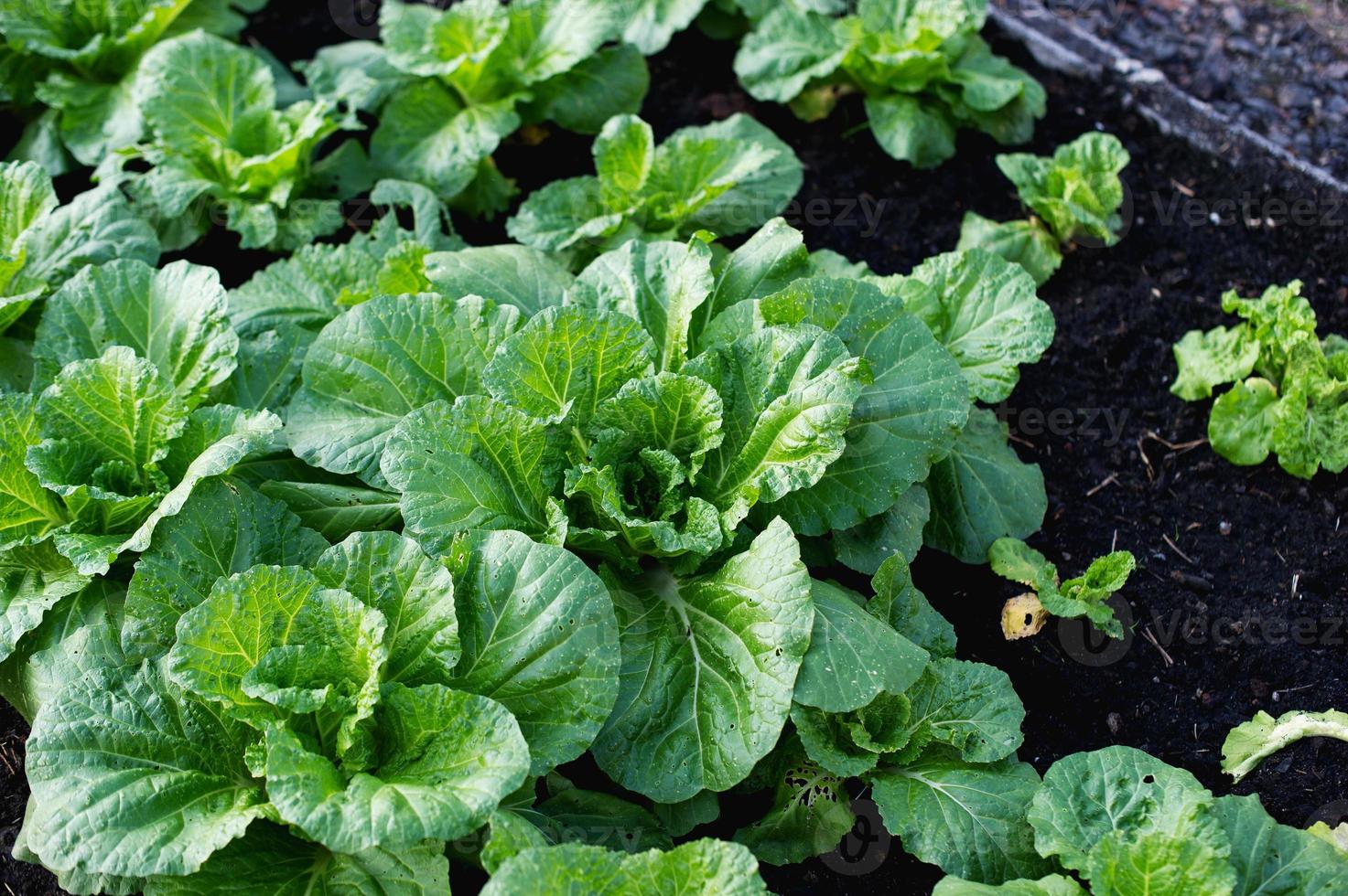 huerta fresca de jardín fresco cultivo de verduras orgánicas de jardineros foto