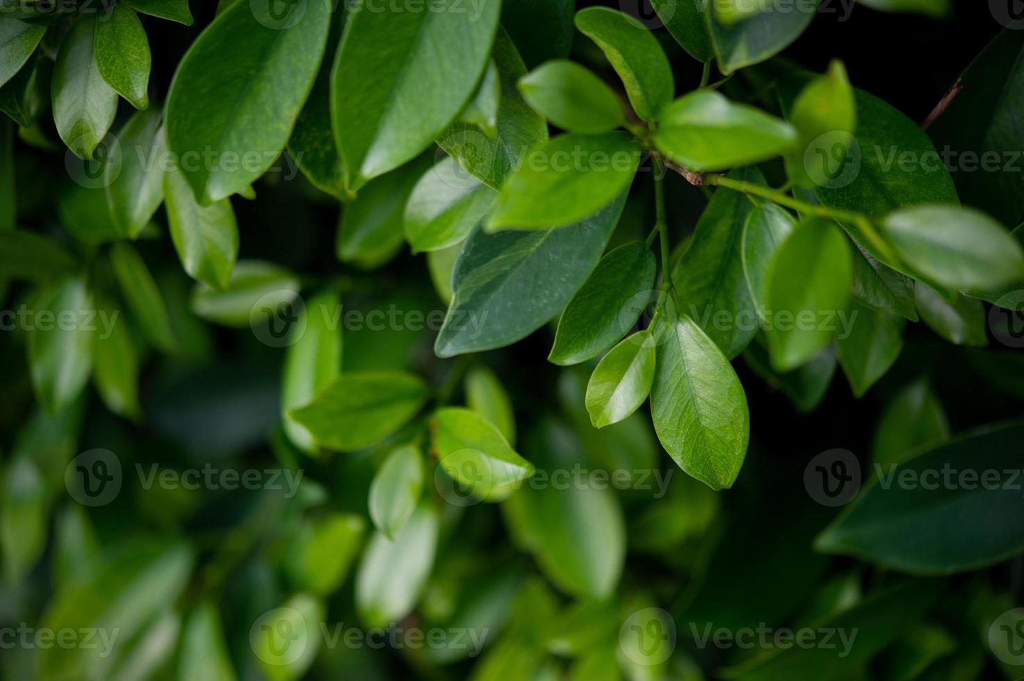 The tops of green tea leaves are rich and attractive. photo