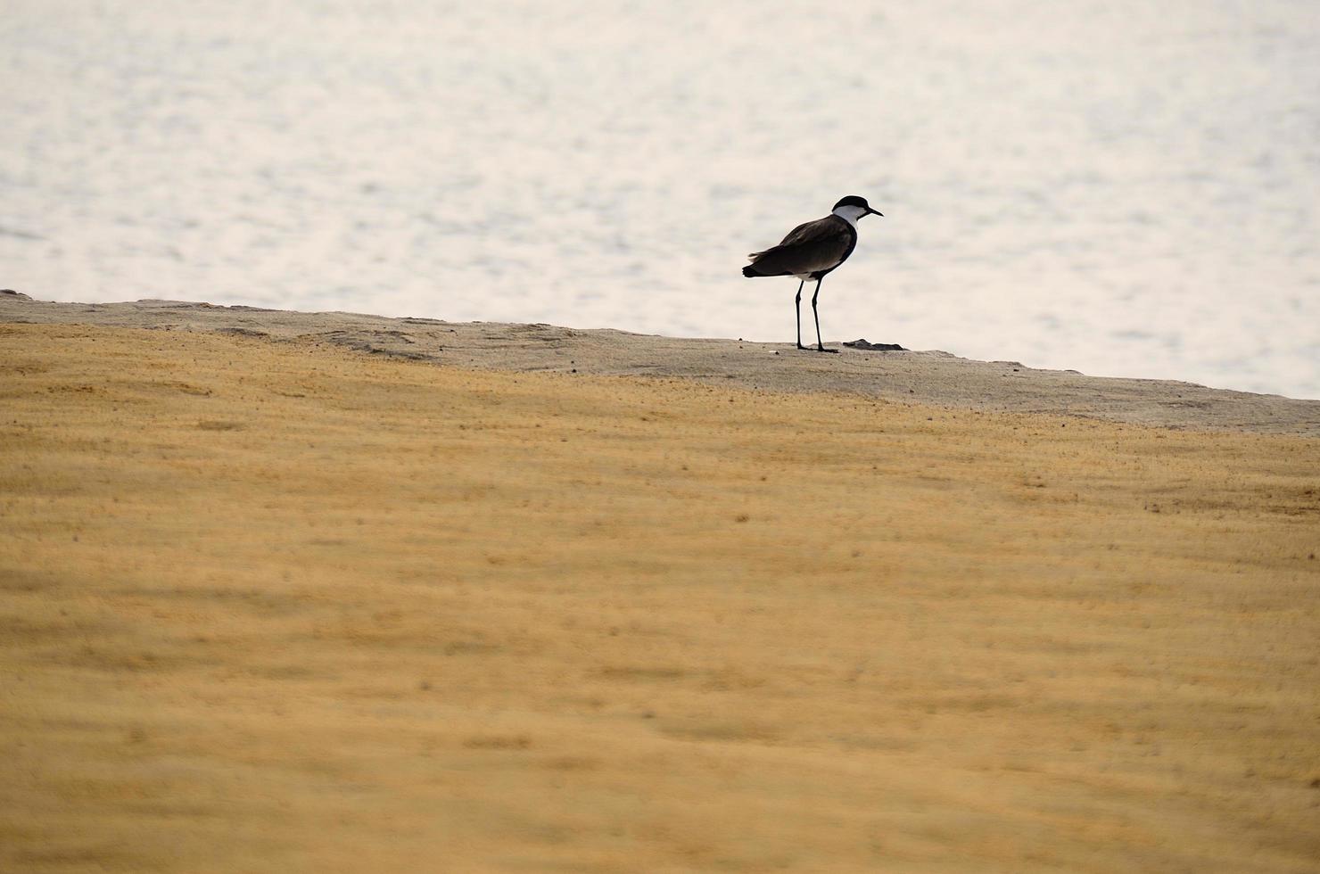 bird on sandy beach photo