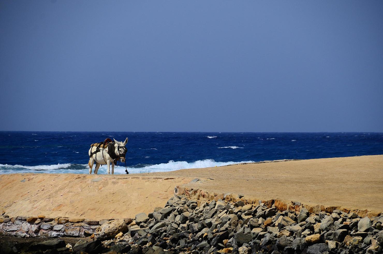 donkey on beach and sea photo