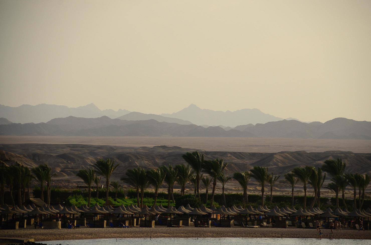 many palms with desert and mountains photo