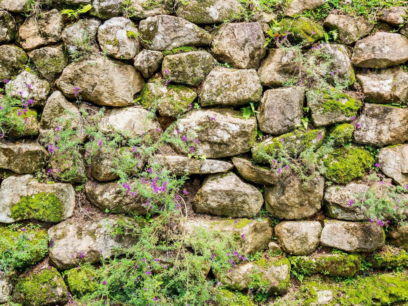 Old stone wall with moss photo