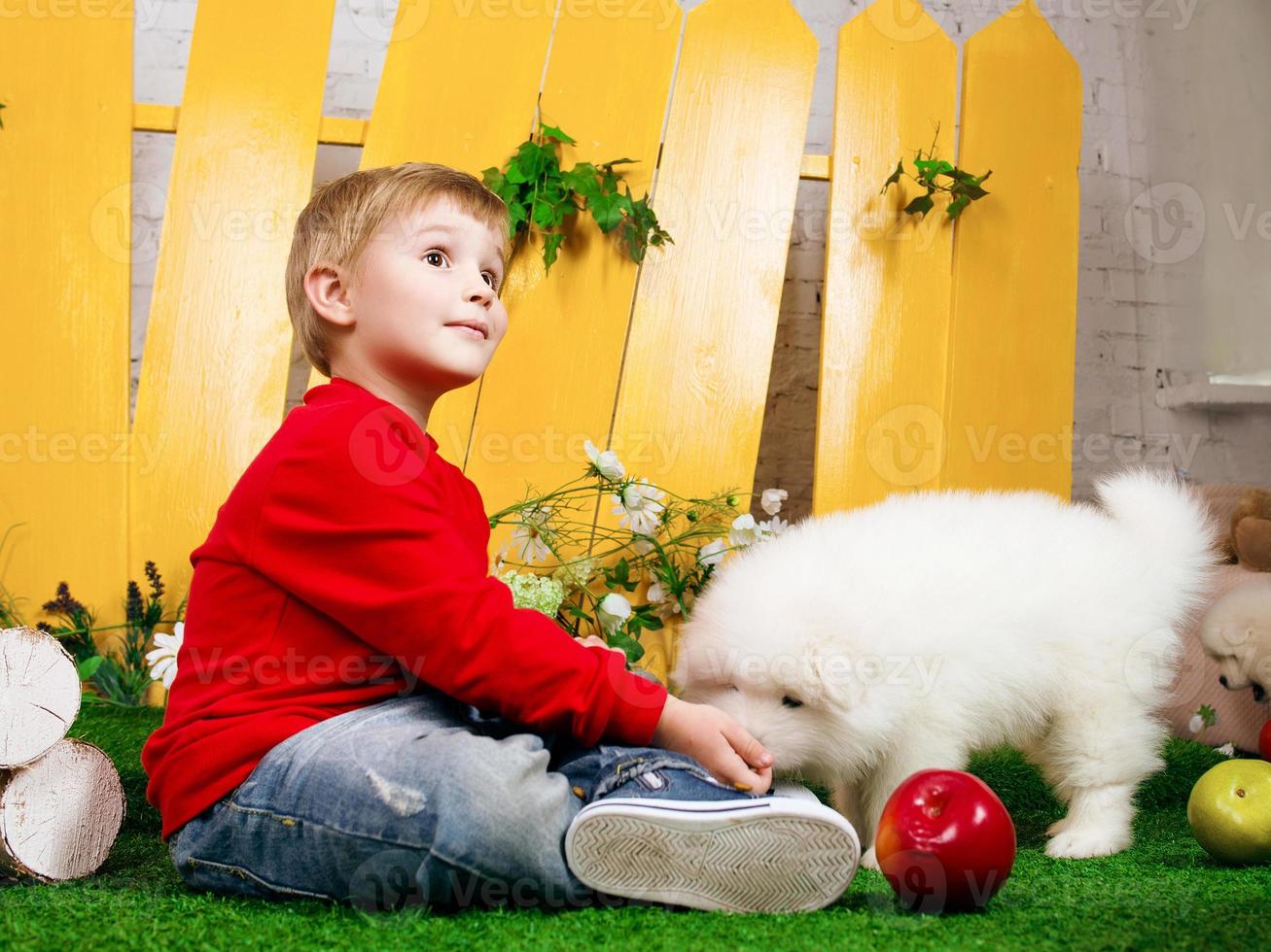 smiling little boy three years old playing with white puppies of Samoyed in studio photo