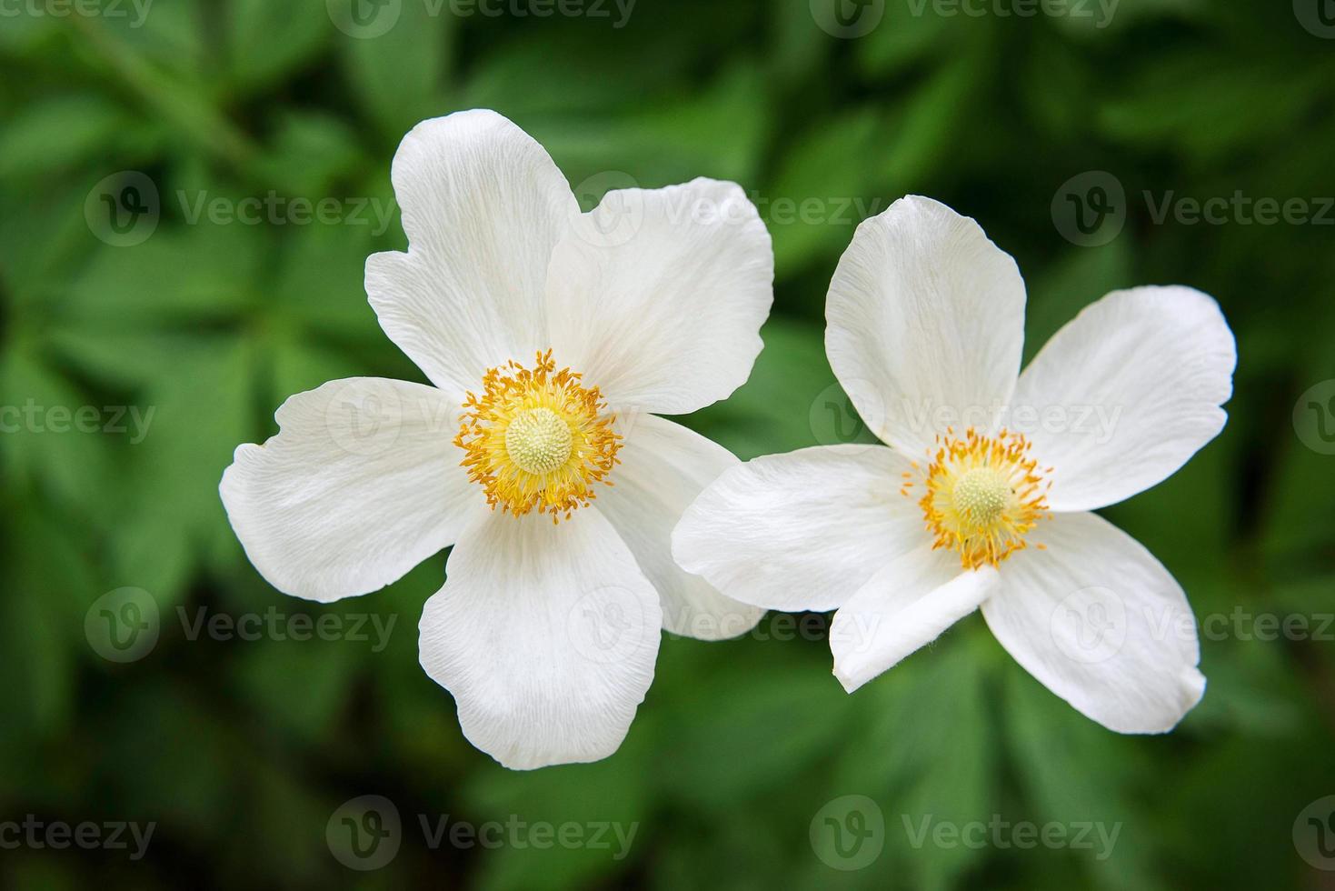 japanese anemone on green background photo