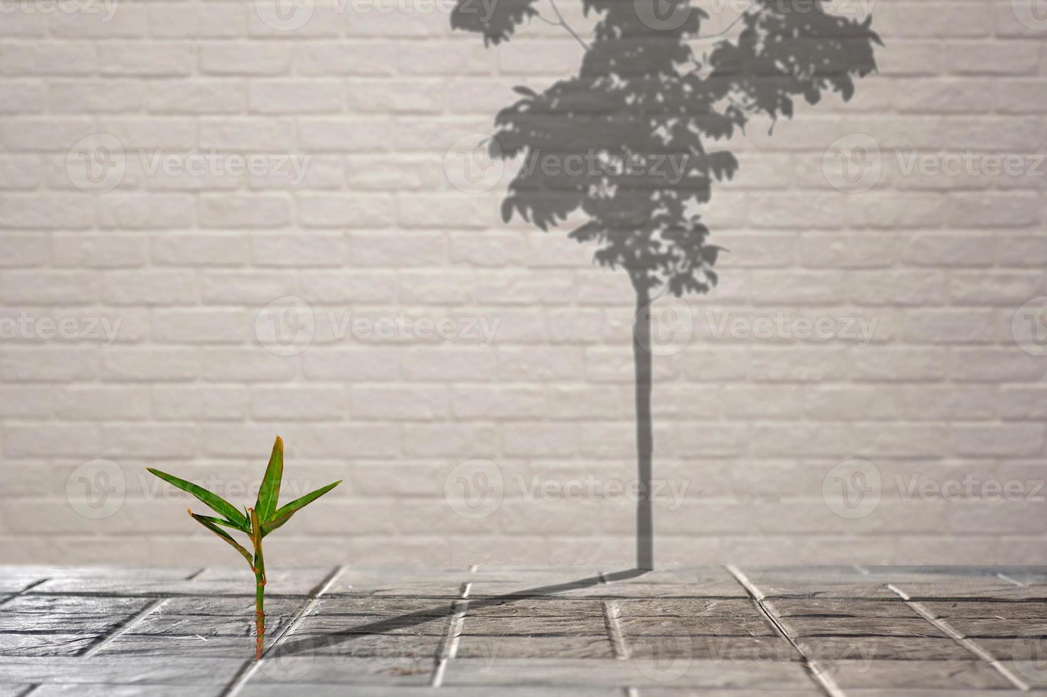 Focus on little green plant growing through from crack of pavement with long shadow of fully grown tree on surface of brick wall background, create idea of Life is a struggle and hopeful concept photo