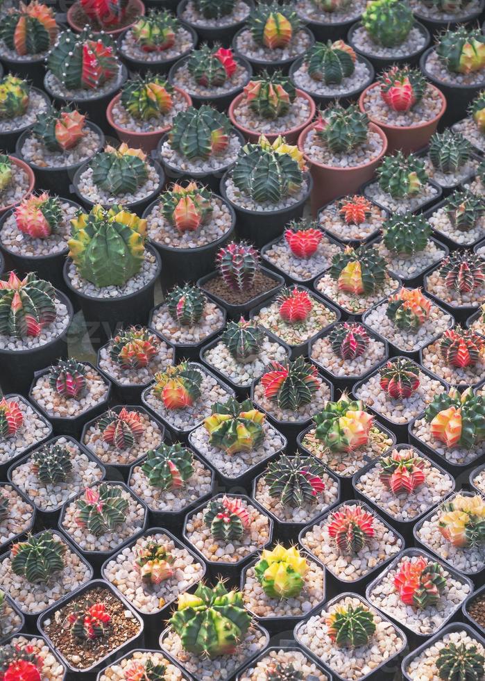 Background of many colorful Gymnocalycium variegated cactus are growing on flower pots in high angle view photo