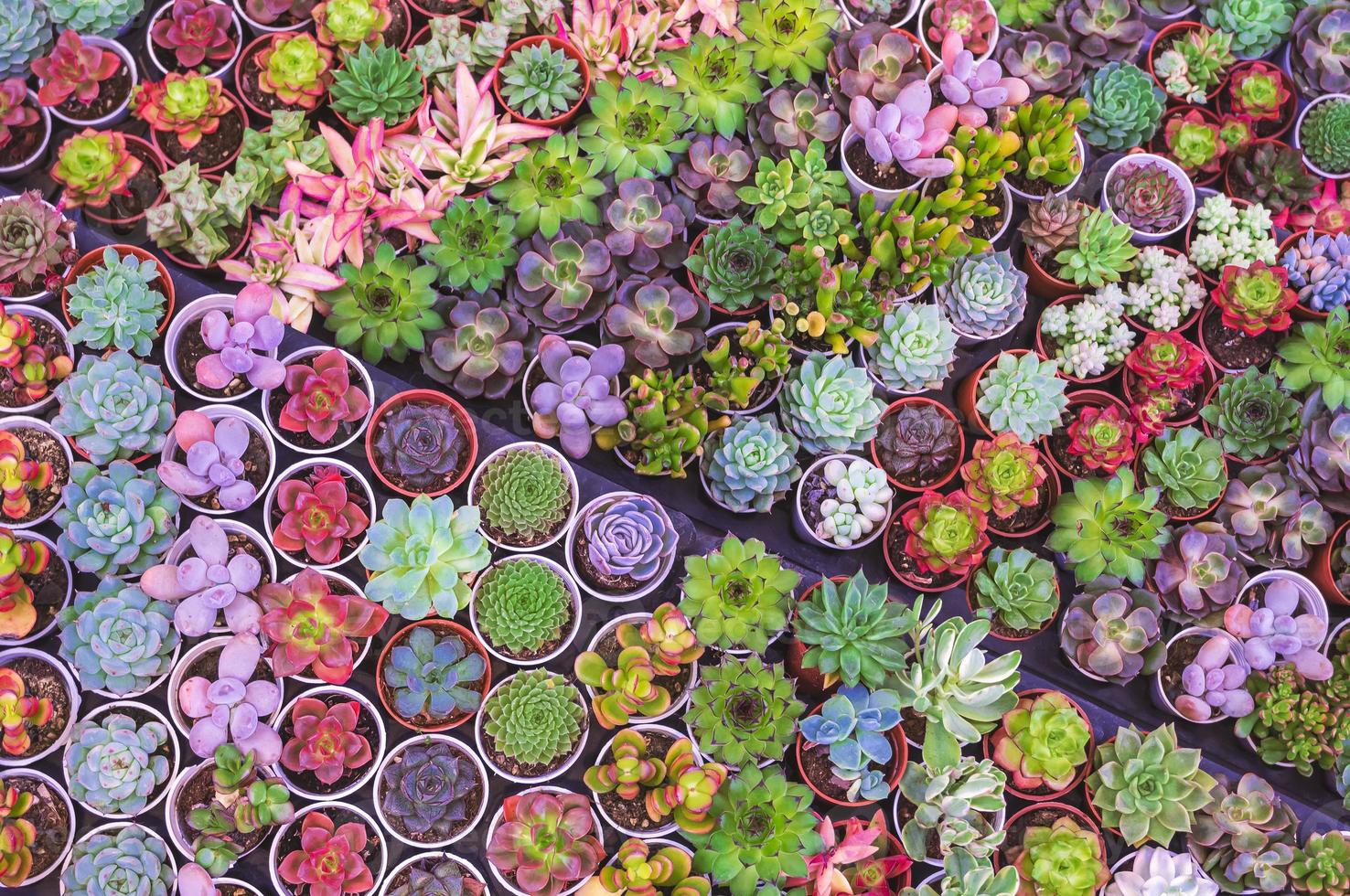 Top view of many various small colorful Kalanchoe succulent plant on shelf display for sale in outdoor plant market photo