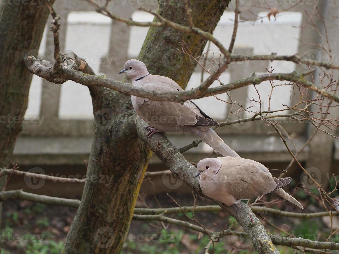 eurasian collared dove bird photo