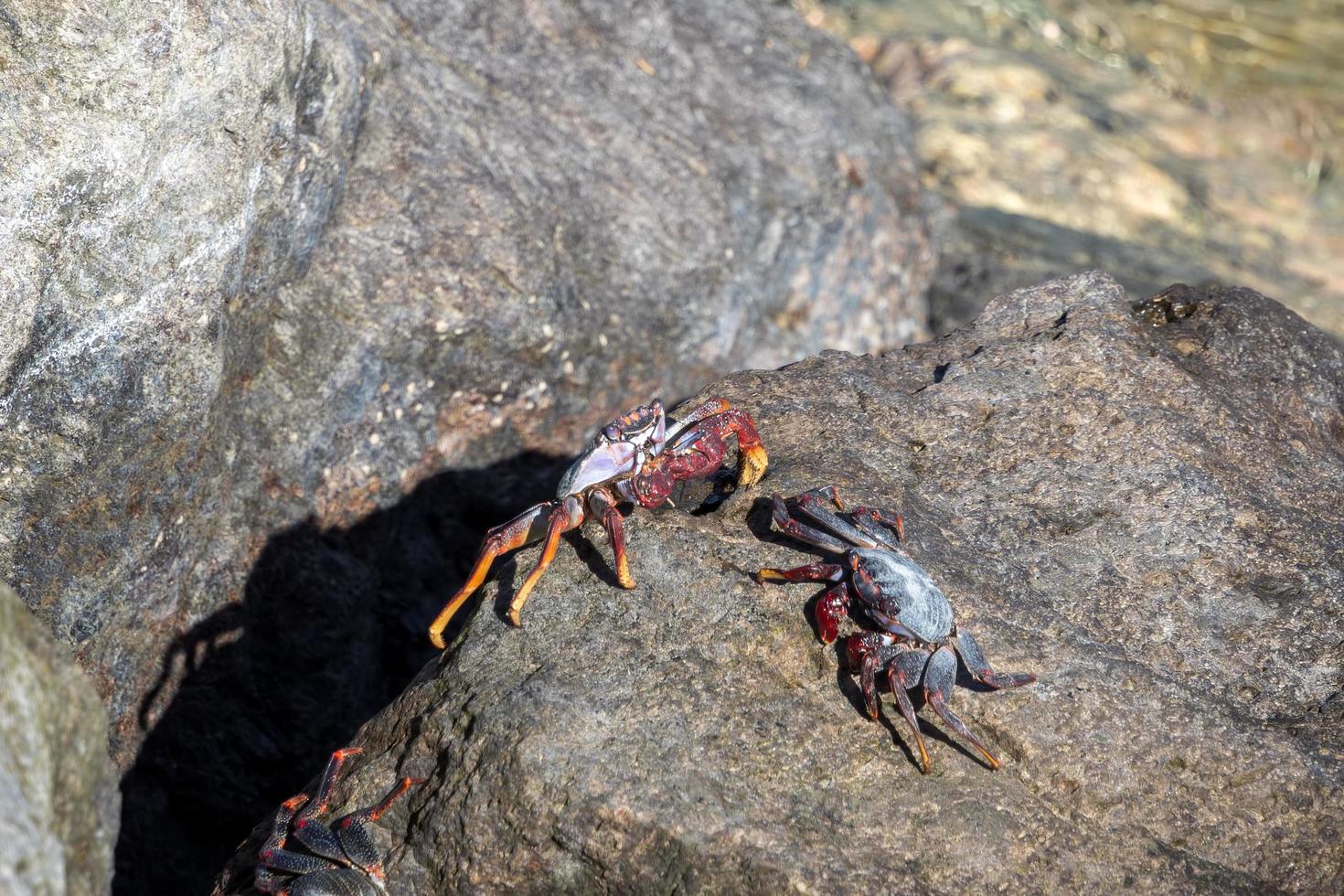 Tenerife Reef crabs on the rocks at Amadores, Gran Canaria, Spain photo