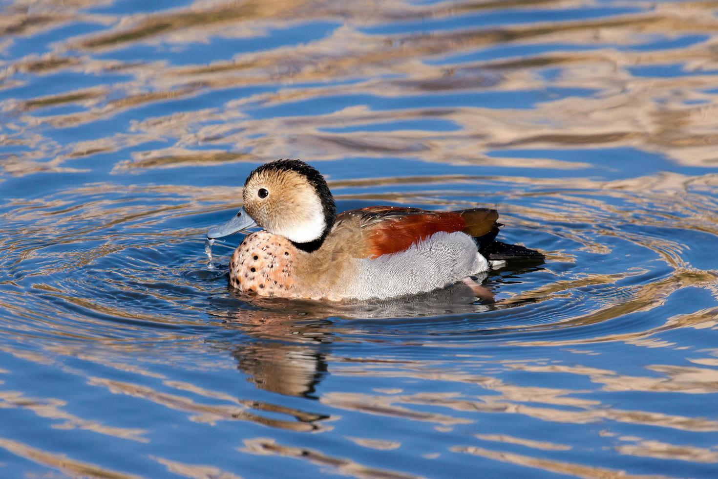 Ringed Teal swimming across a lake in London photo