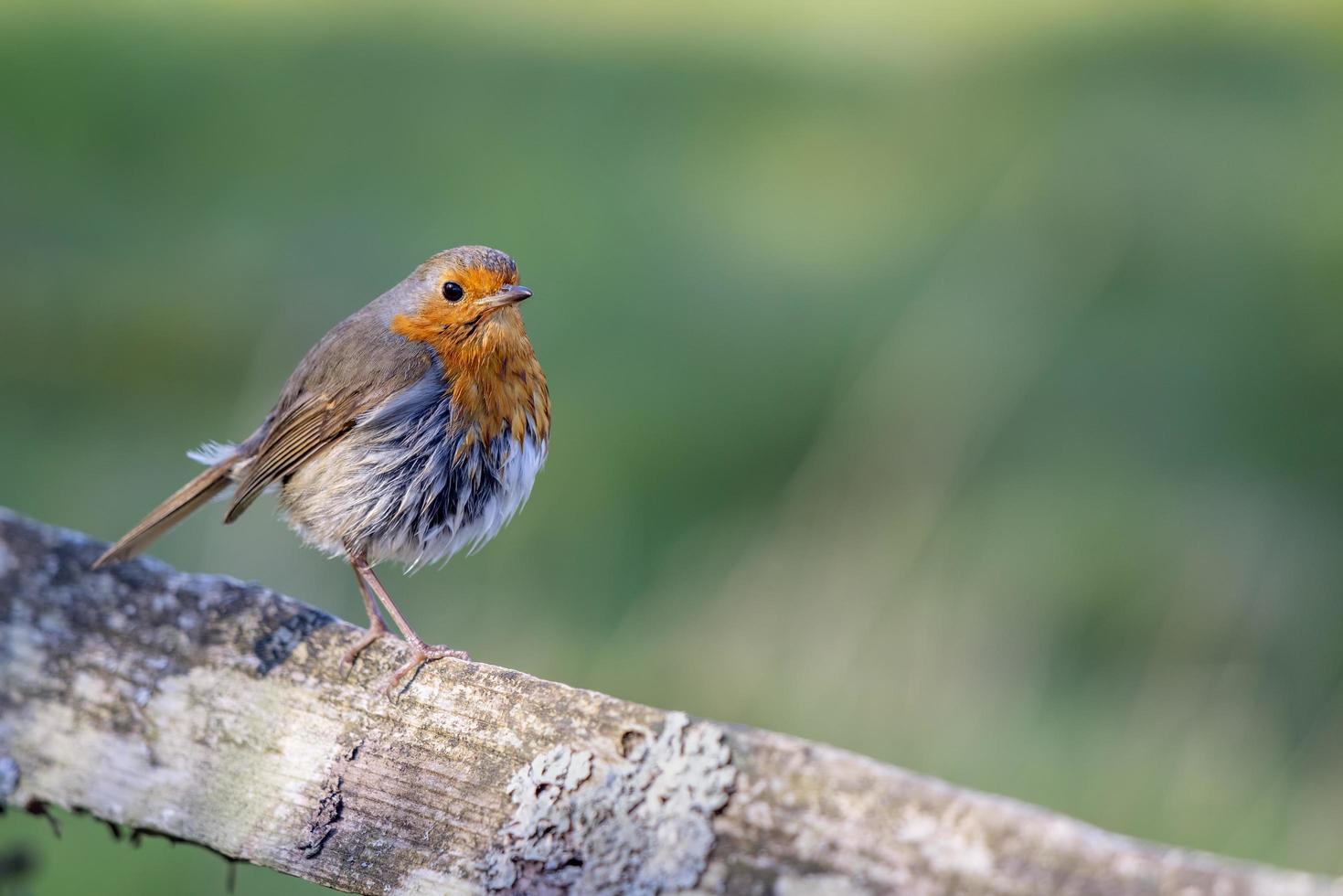 Mystery of the wet Robin on a sunny spring day photo