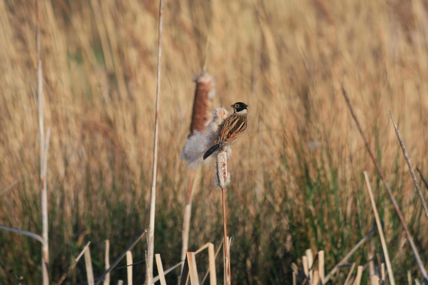 Reed Bunting clinging to a Bulrush seed head photo
