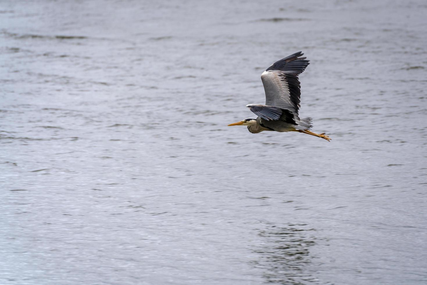 Grey Heron flying over  shallow water at Restronguet Creek in Cornwall photo