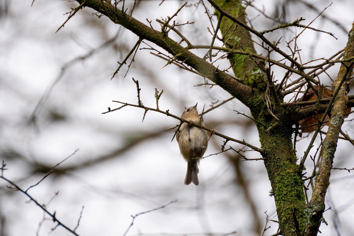 Goldcrest looking for insects in the hedgerow photo