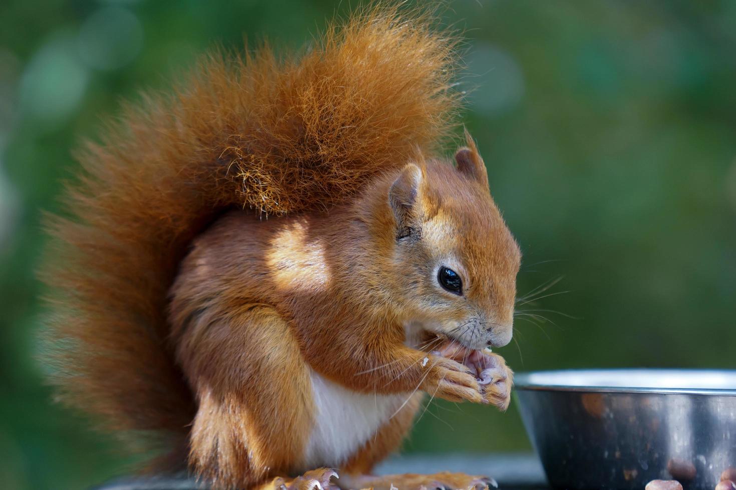 Eurasian Red Squirrel photo