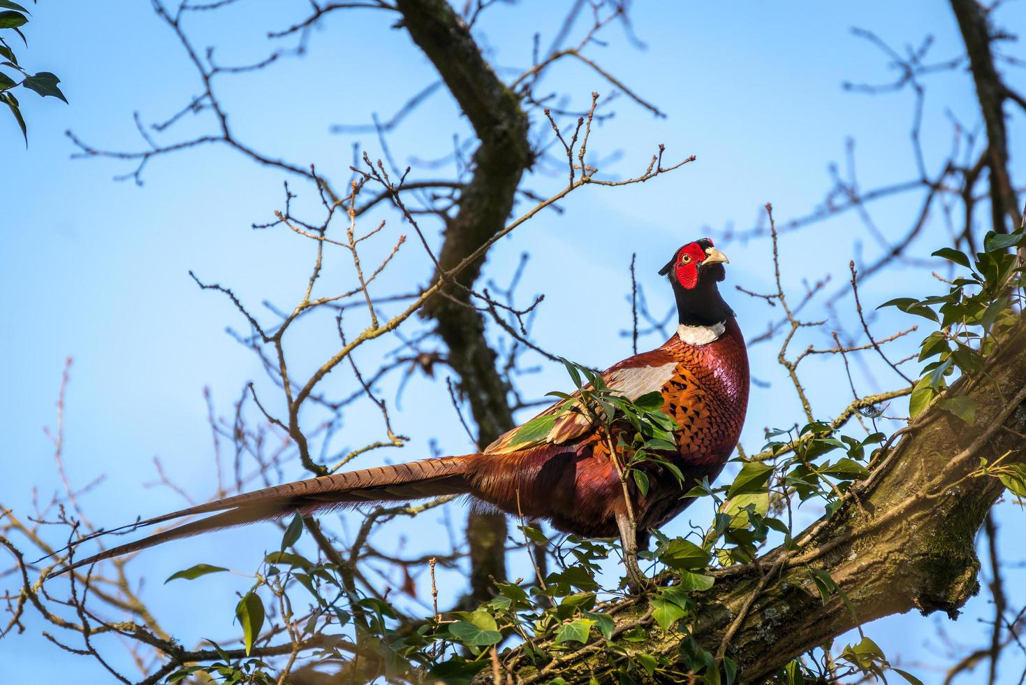 Common Pheasant resting in an Oak tree in wintertime photo