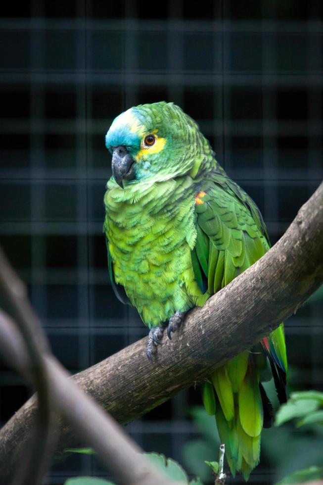 Orange-winged Amazon resting in a tree photo