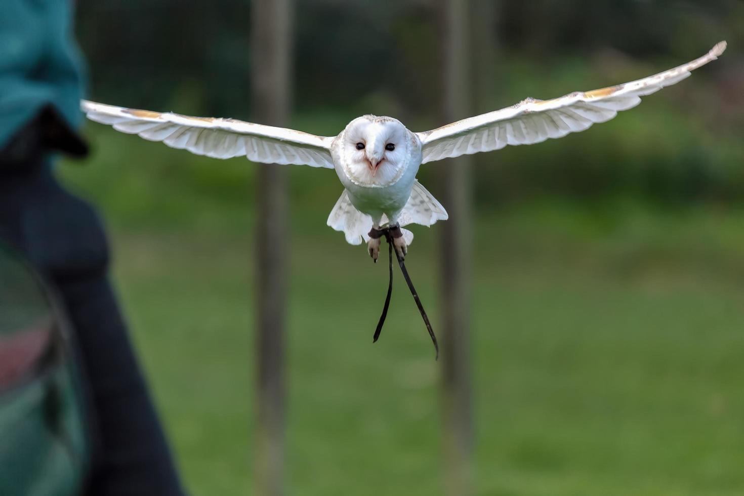 Barn Owl in flight photo