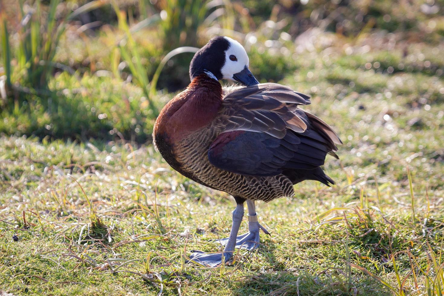 White-Faced Whistling Duck preening in the sunshine photo