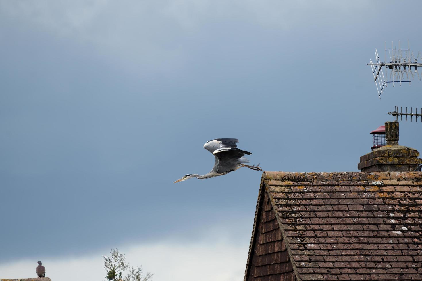 garza gris despegando del techo de una casa contra un cielo melancólico foto