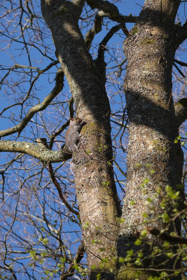 ardilla gris mirando desde un árbol foto
