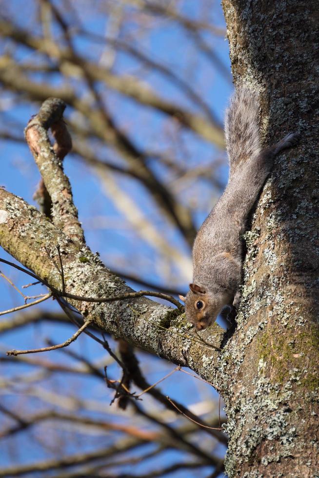 Grey Squirrel watching from a tree photo