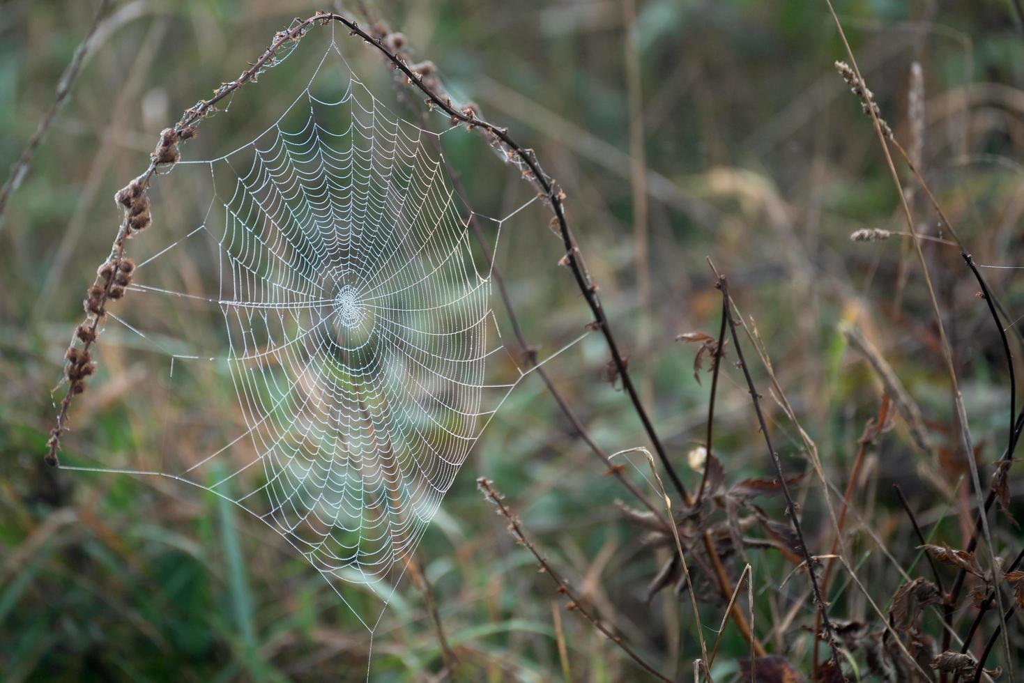 telaraña brillando con gotas de agua del rocío de otoño foto